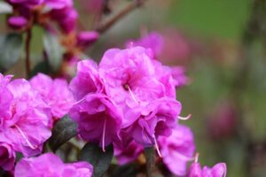Rhododendron 'April Rose' 2333-94-2015