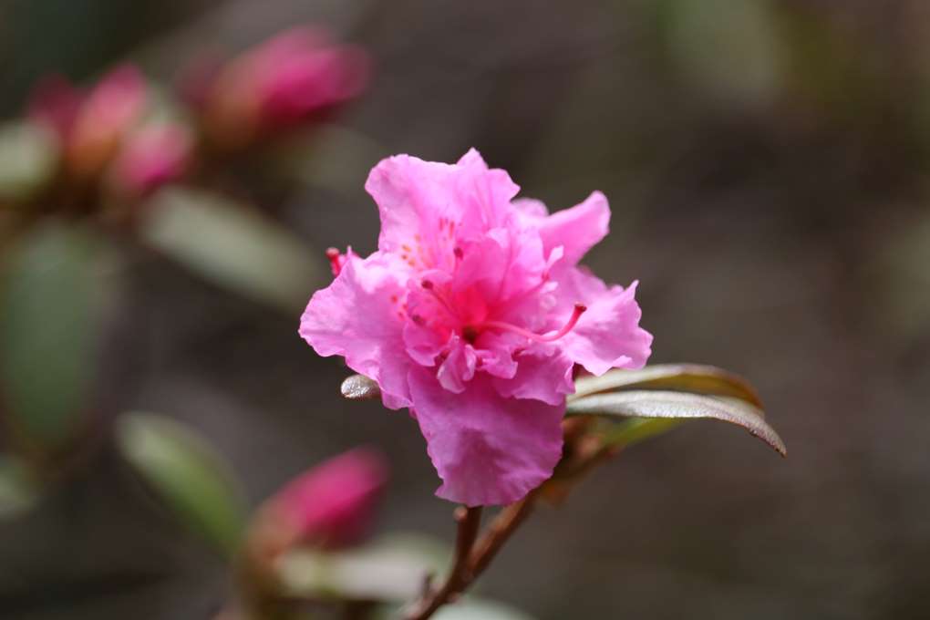 Rhododendron 'April Rose' 2333-94-2015