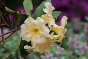 Rhododendron 'Jenny Tabol'