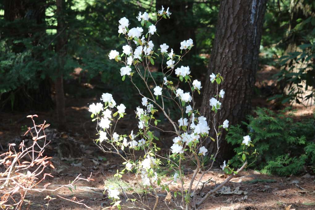 Rhododendron dauricum 'Olstrom's Form' 1643-2001