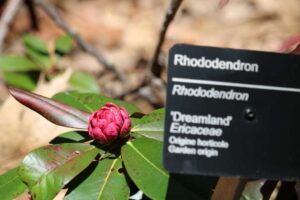 Rhododendron 'Dreamland' 1355-2019