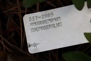 Rhododendron macrosepalum 327-2005