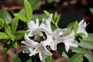 Rhododendron 'Sugar Puff' 1361-2019