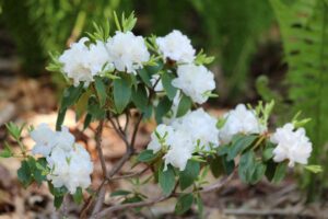 Rhododendron mucronulatum 'Album' 3206-87-2015