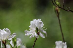 Rhododendron canadense f. albiflorum