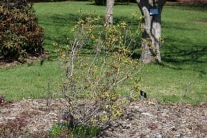 Rhododendron 'Artic Pearl' 2302-2009