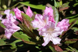 Rhododendron 'Pohjola's Daughter' 1277-2019