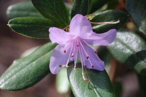 Rhododendron adenogynum 660-2013