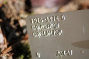 Rhododendron groenlandicum 1916-1974