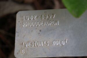 Rhododendron 'Weston's Aglo' 1082-1997