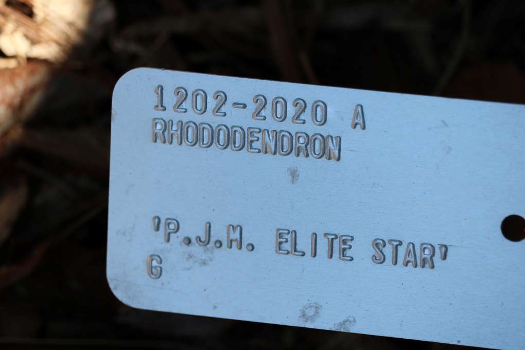 Rhododendron 'PJM Elite Star' 1202-2020