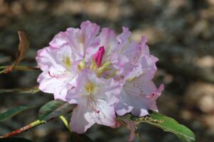 Rhododendron '7259' 2754-76