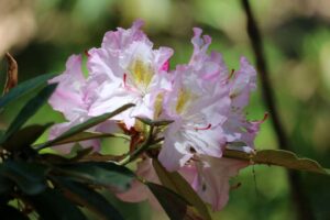 Rhododendron '7259' 2754-76