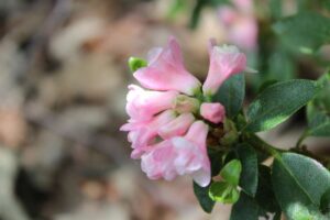 Rhododendron hirsutum 'Flore Pleno' 2162-1981