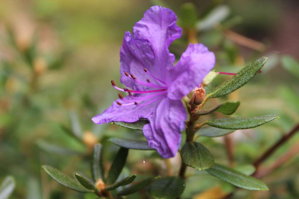 Rhododendron ledebourii Syn. dauricum var. sempervirens 2012-1
