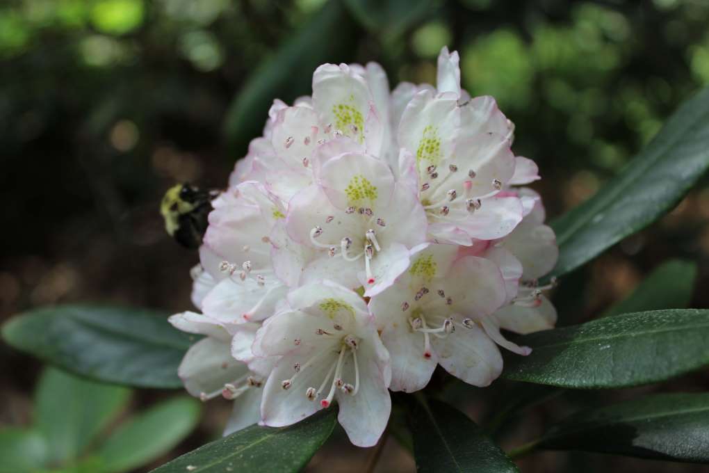 Rhododendron maximum 2528-1976