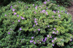 Rhododendron 'Autumn Violet' 2184-96-2015