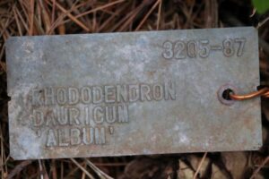 Rhododendron dauricum 'Album' 3205-1987