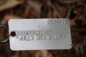 Rhododendron 'Jolly Red Giant' 2676-76