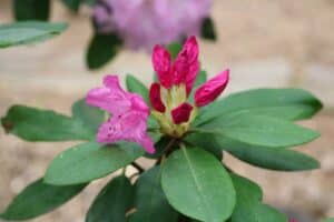 Rhododendron 'Jolly Red Giant' 2676-76