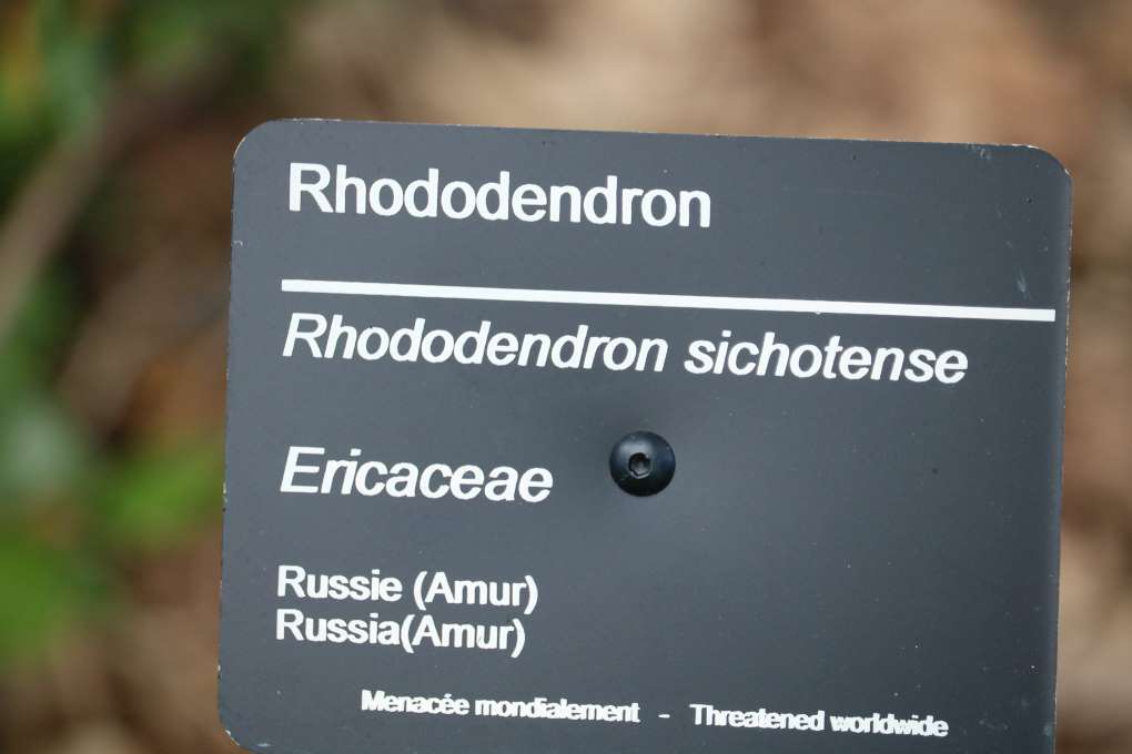 Rhododendron sichotense 579-2017