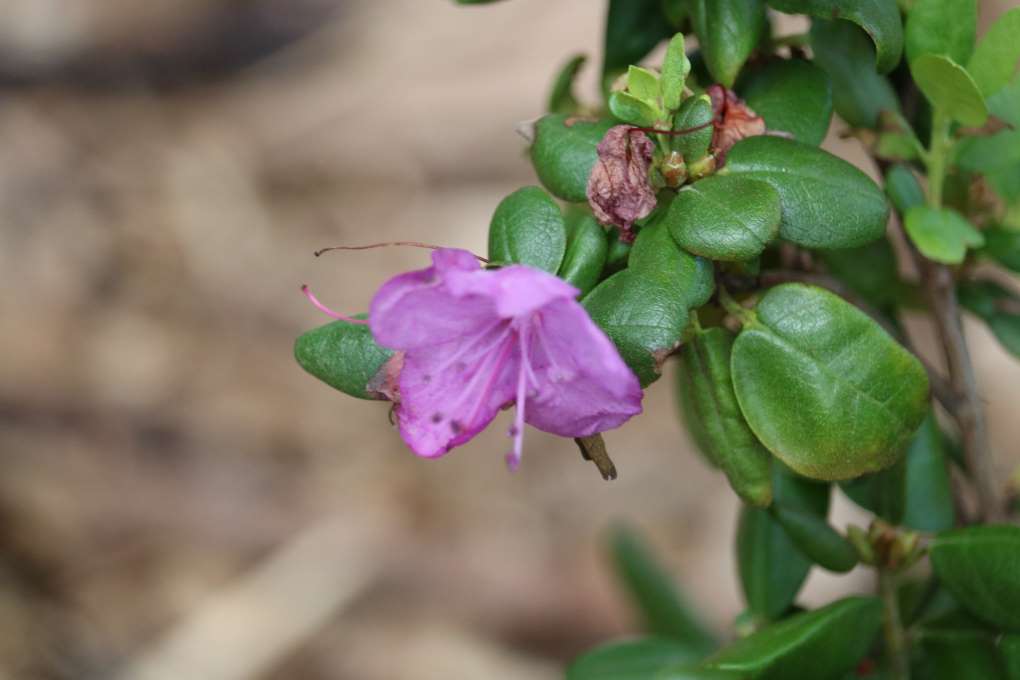 Rhododendron sichotense 579-2017