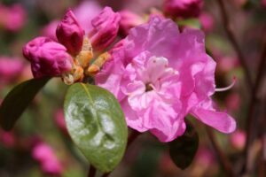 Rhododendron 'Britanny'