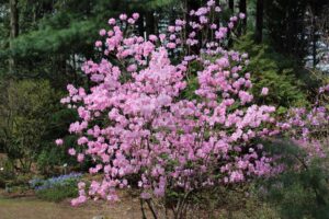 Rhododendron mucronulatum 'Woodland Pink'