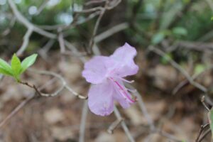 Rhododendron 'April Dawn' 610-1999