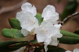 Rhododendron 'Anna H. Hall' 1018-94