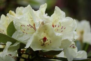 Rhododendron 'Canary Islands' (1073-1997)