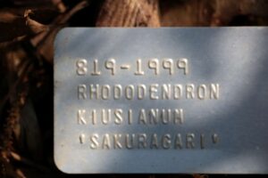 Rhododendron kiusianum 'Sakuragari' 819-1999