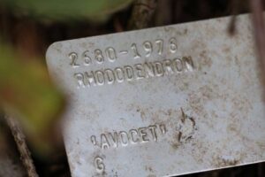 Rhododendron 'Avocet' 2680-1976