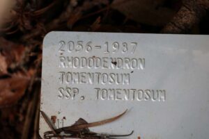 Rhododendron tomentosum ssp. tomentosum 2056-1987
