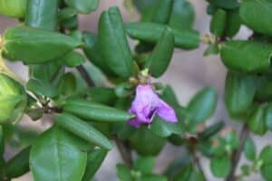 Rhododendron sichotense 579-2017