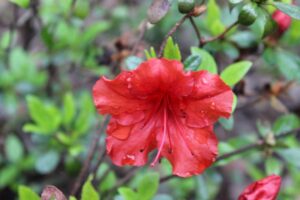 Rhododendron 'Hino-Red' 816-79-2003