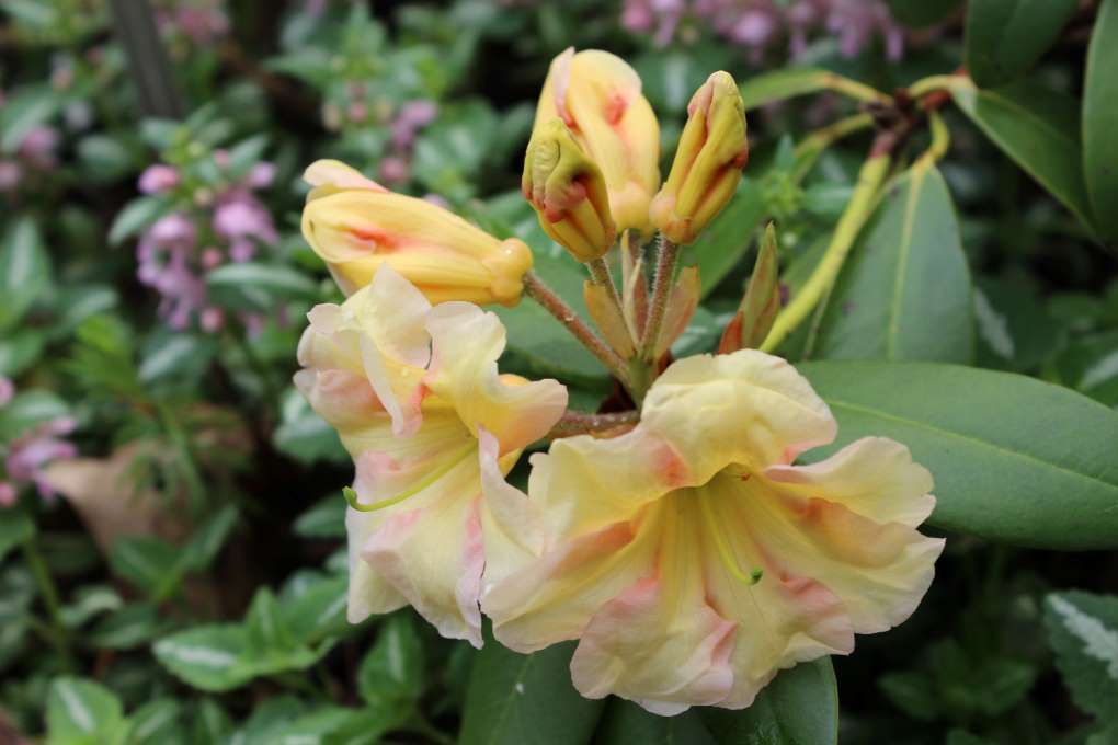Rhododendron 'Jenny Tabol'