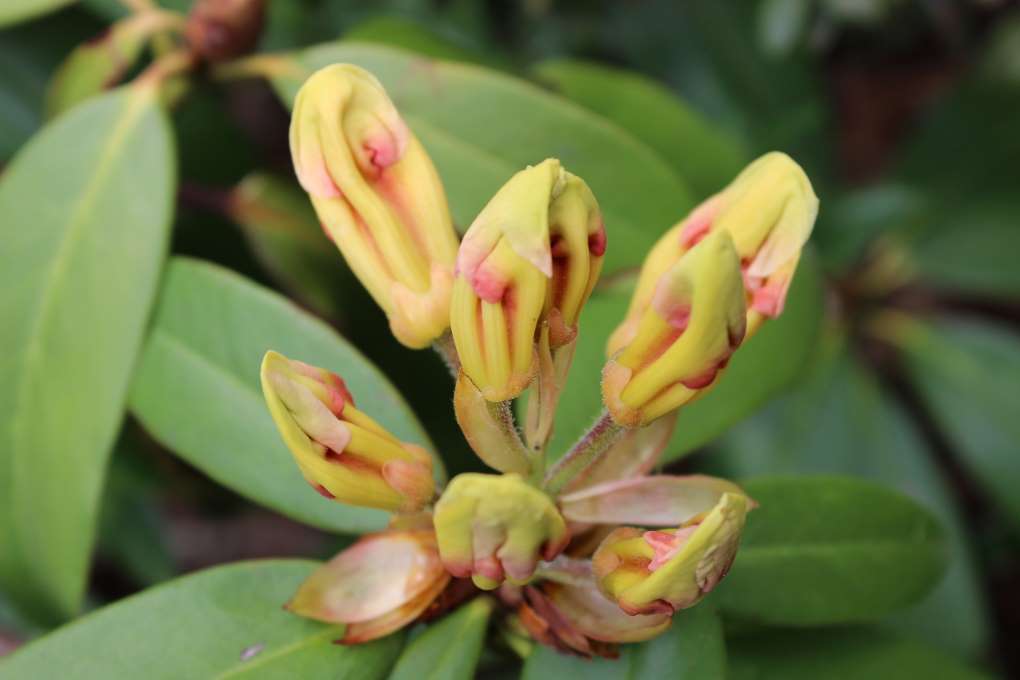 Rhododendron 'Jenny Tabol'