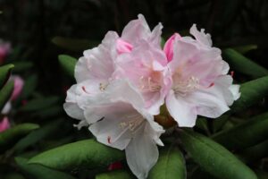 Rhododendron degronianum 923-2004