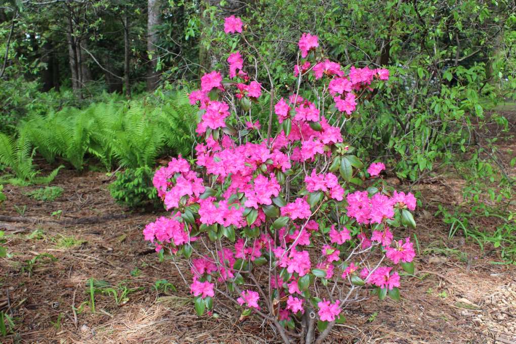 Rhododendron 'Landmark' 1294-2005