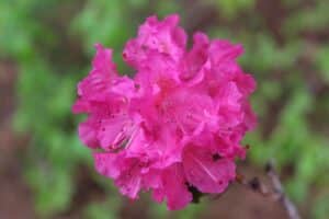 Rhododendron 'Landmark' 1294-2005