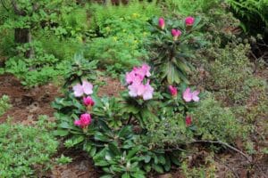 Rhododendron 'Pink Parasol' 1314-2009