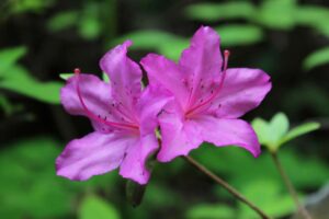 Rhododendron 'Karens'
