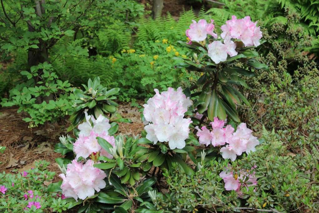 Rhododendron 'Pink Parasol' 1314-2009