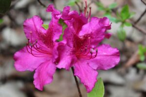 Rhododendron 'Girard's Fushia' 1597-2006