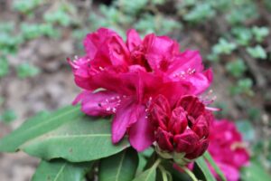 Rhododendron 'America' 1229-2000