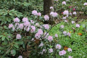 Rhododendron minus var. minus 'Red Twig' 3052-1988