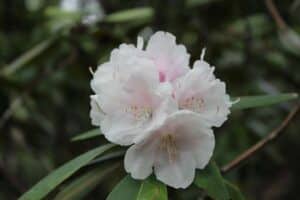 Rhododendron 'Anna H. Hall' 1018-94