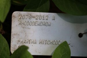 Rhododendron 'Martha Hitchcock' 2078-2012