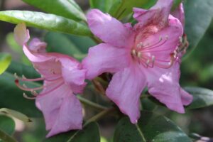 Rhododendron 'Wyandanch Pink' 48-95